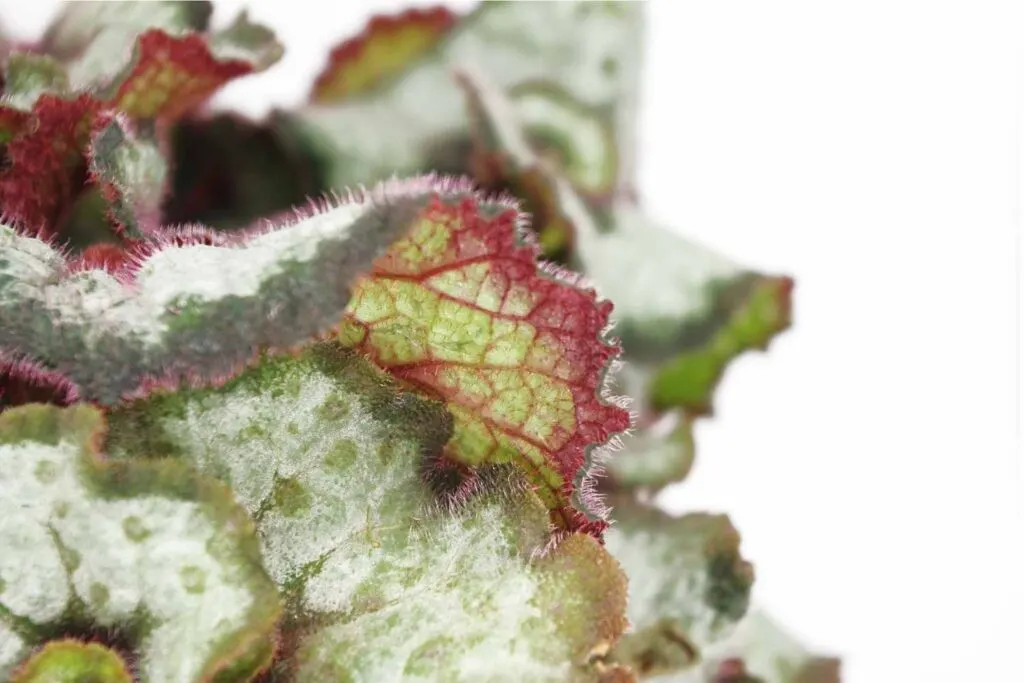 rex begonia leaf