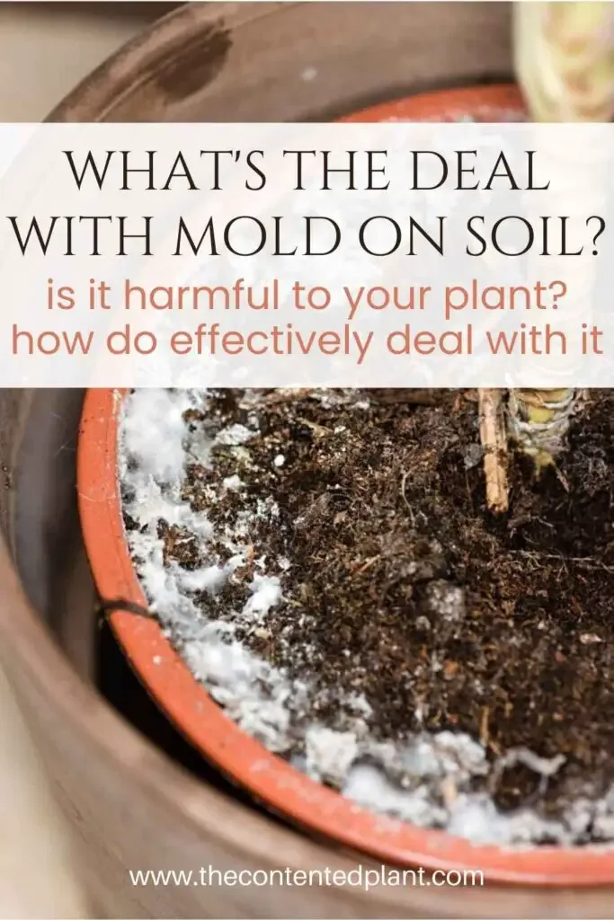 what's the deal with mold on soil-pin image