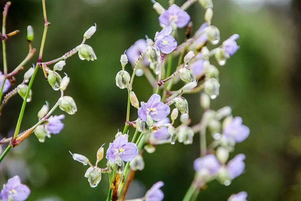 Murdannia Loriformis flower