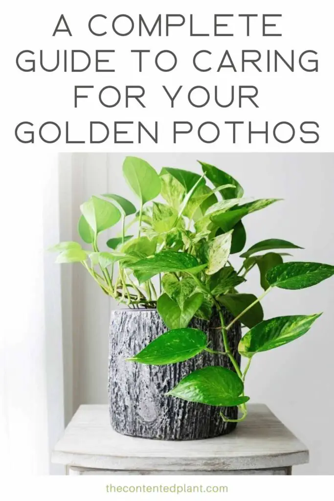 a complete guide to caring for your golden pothos-pin image