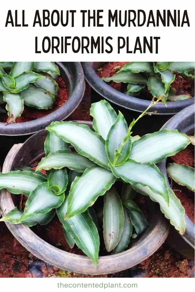 all about the murdannia loriformis plant-pin image