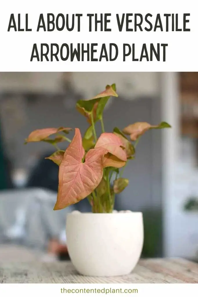 all about the versatile arrowhead plant-pin image