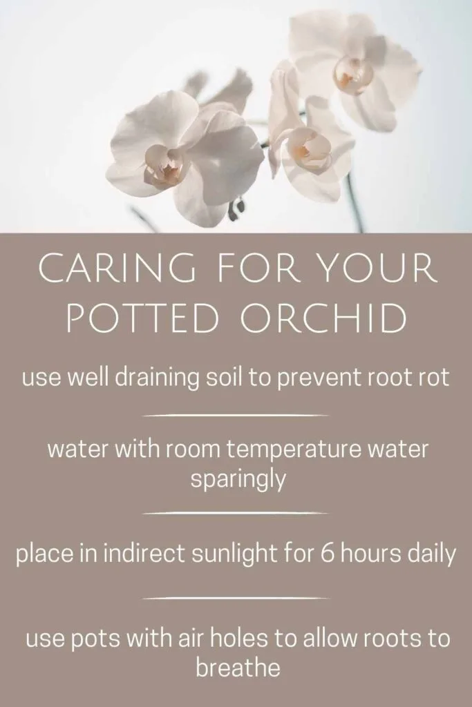 caring for your potted orchid-pin image