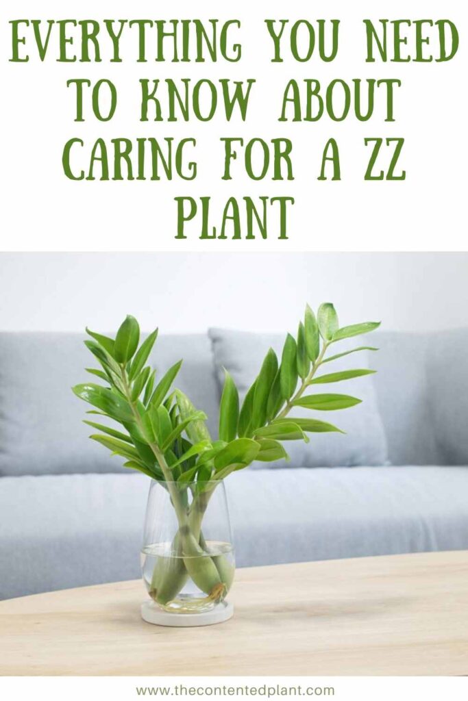 everything you need to know about caring for a zz plant -pin image