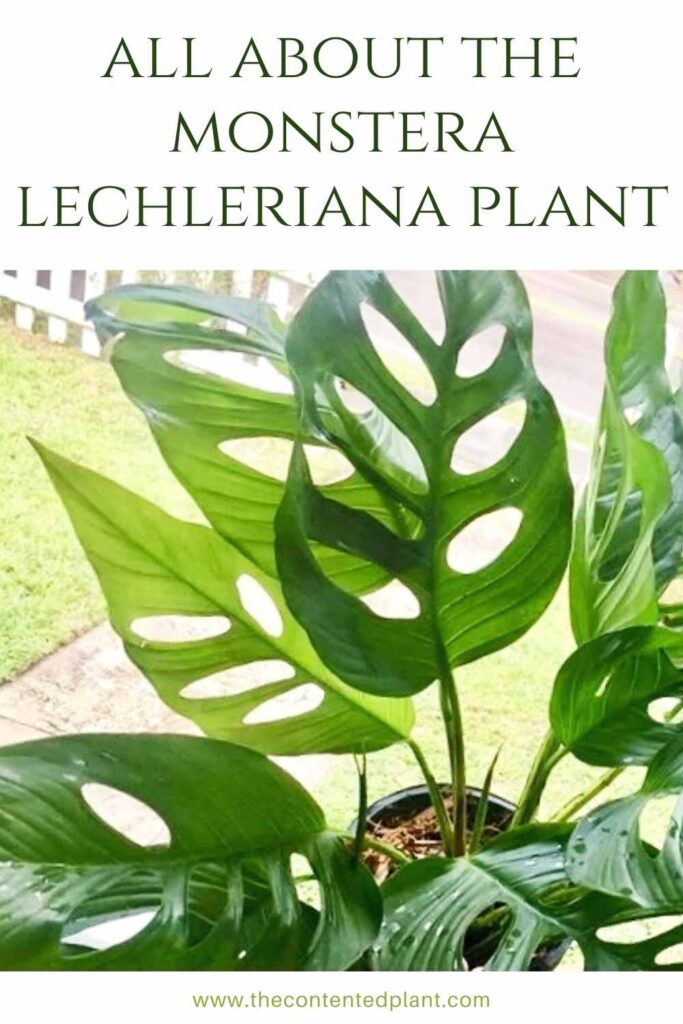 Monstera Lechleriana - The Contented Plant