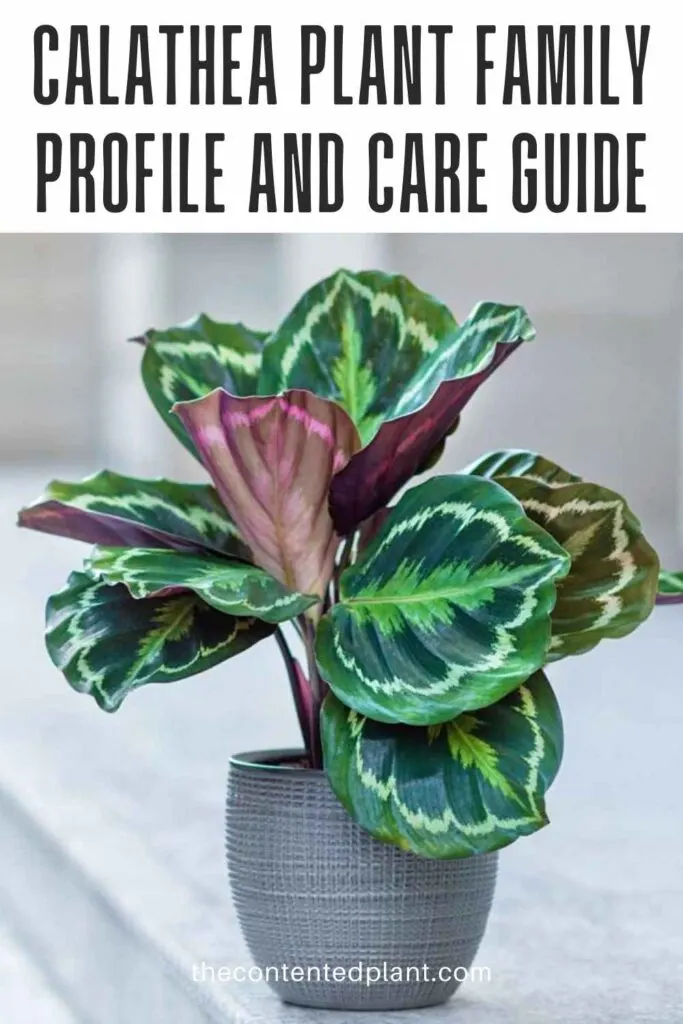 calathea plant family profile and care guide-pin image