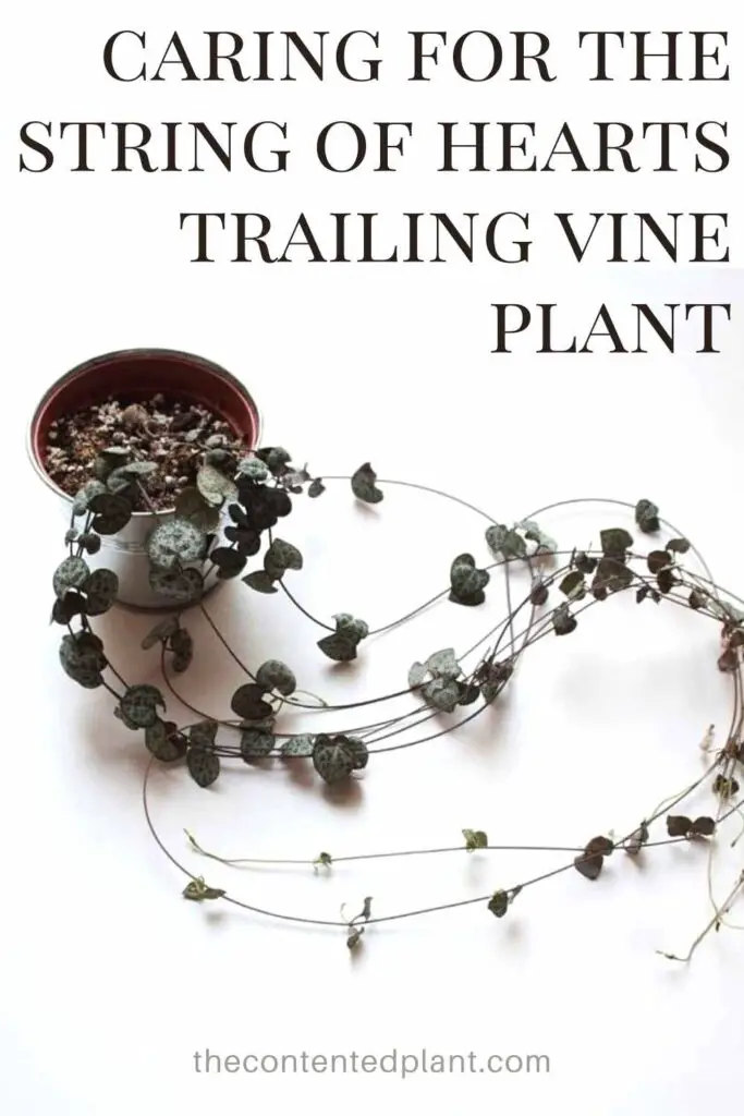 caring for the string of hearts trailing vine plant -pin image