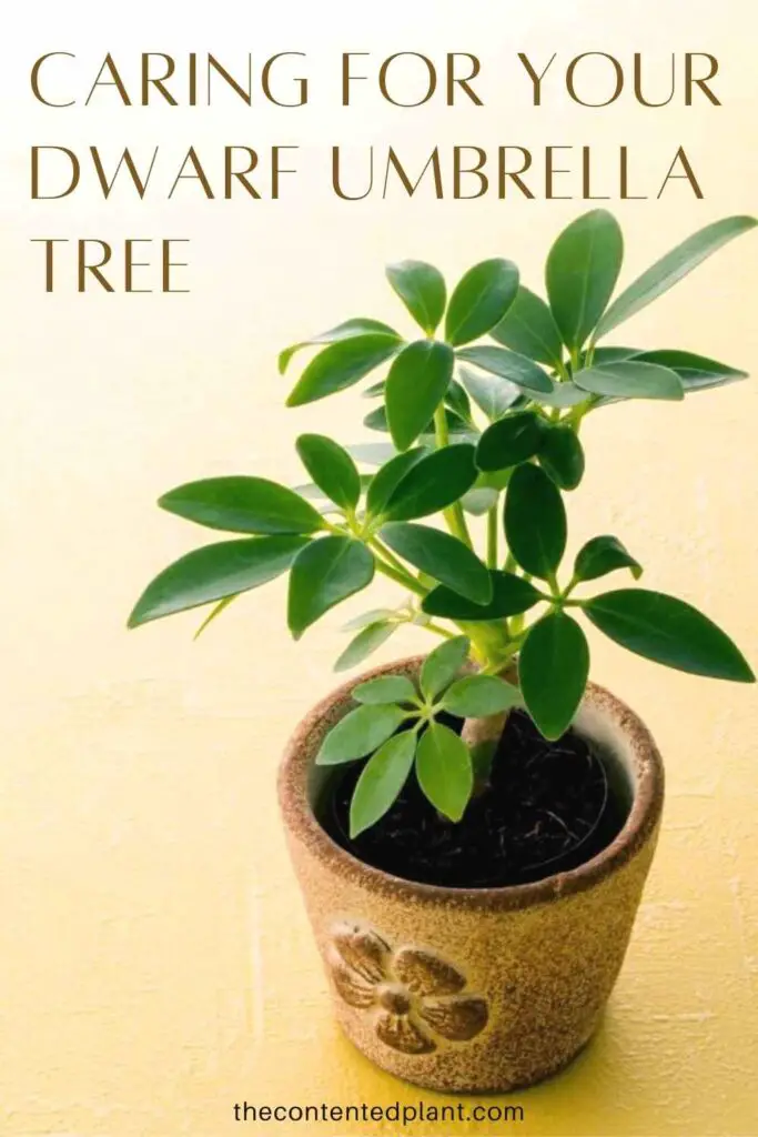 caring for your dwarf umbrella tree-pin image
