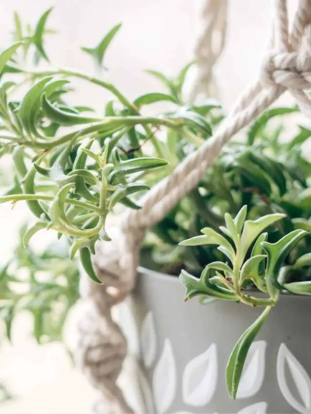 String of Dolphins plant care guide