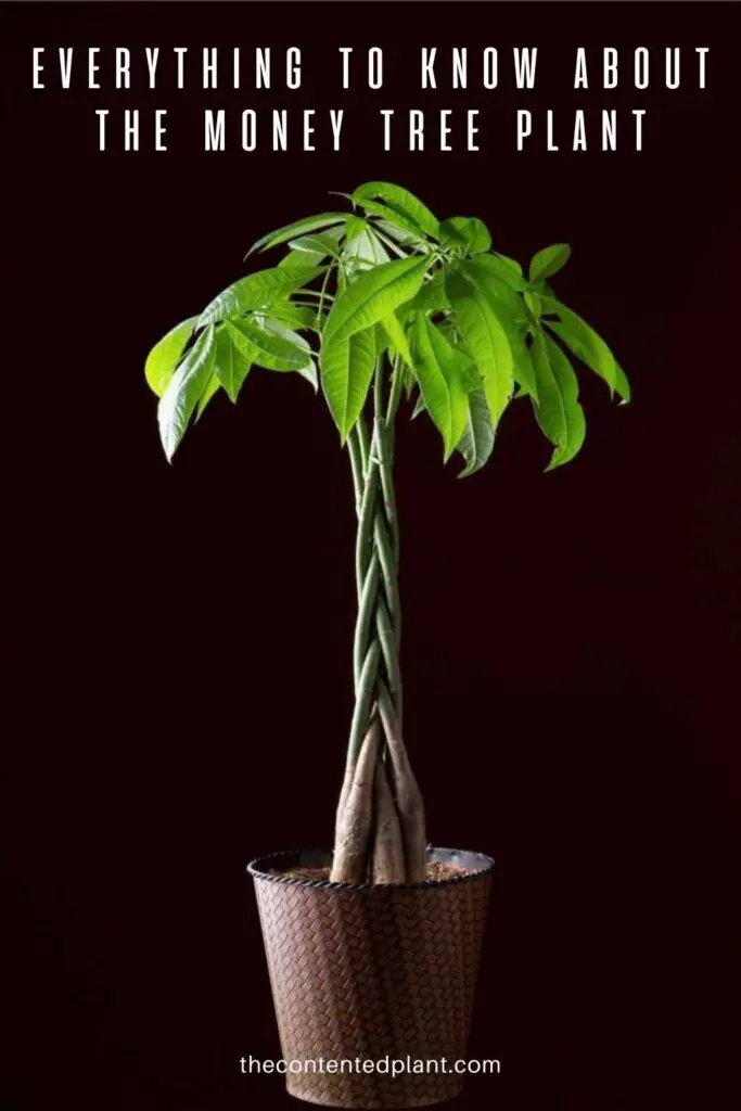 everything to know about the money tree plant-pin image