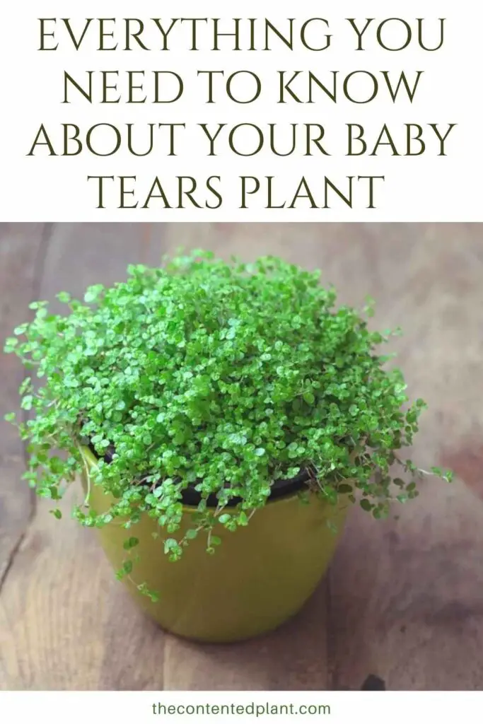 everything you need to know about your baby tears plant-pin image