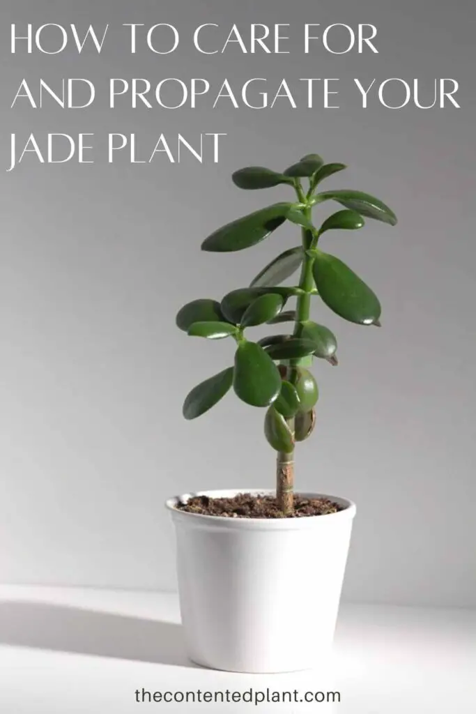 how to care for and propagate your jade plant -pin image