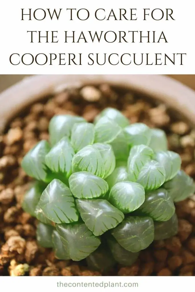 how to care for the haworthia cooperi succulent-pin image