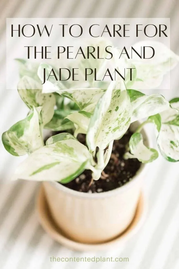 how to care for the pearls and jade plant-pin image
