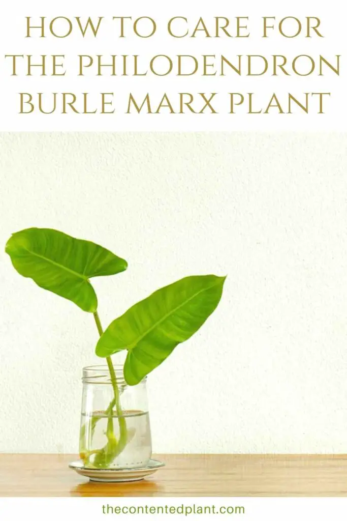 how to care for the philodendron burle marx plant-pin image