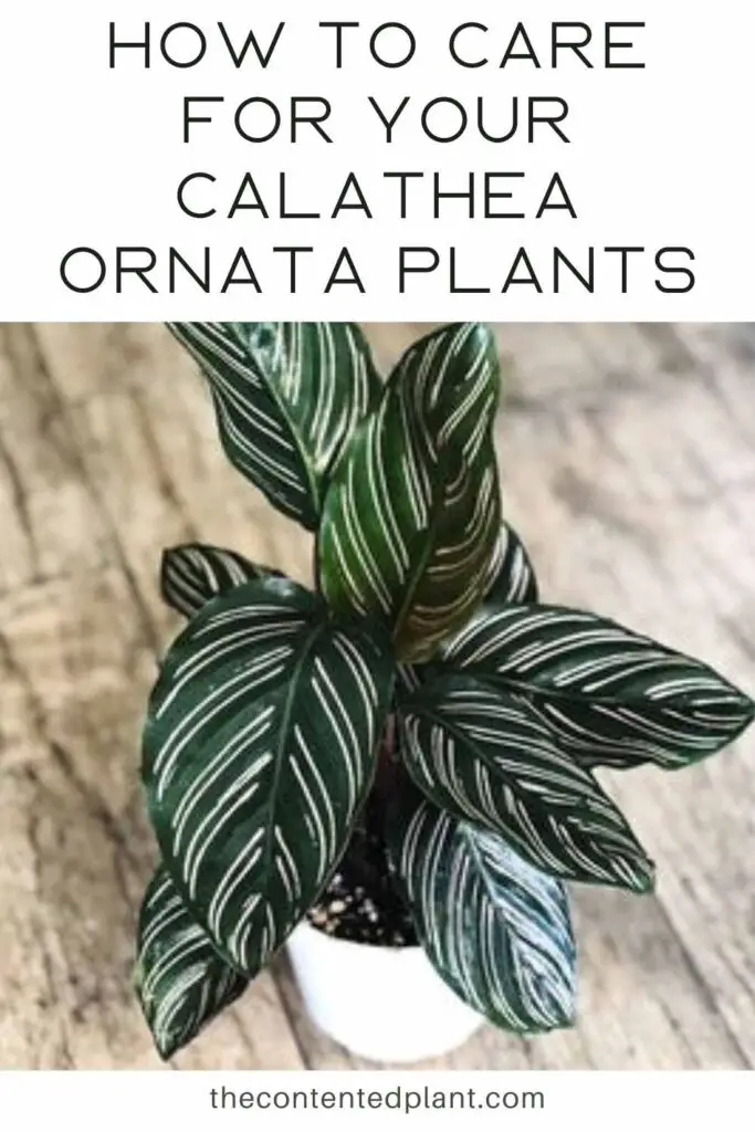 how to care for your calathea ornata plants-pin image