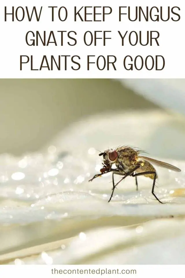 How to Kill Fungus Gnats The Contented Plant