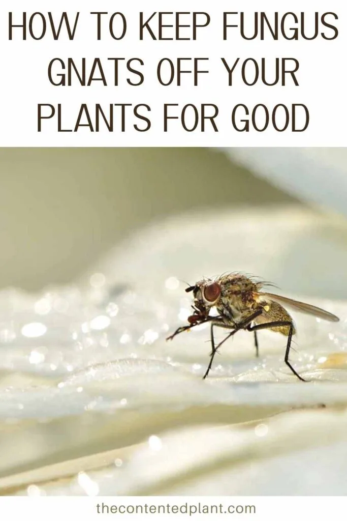 how to keep fungus gnats off your plants for good -pin image