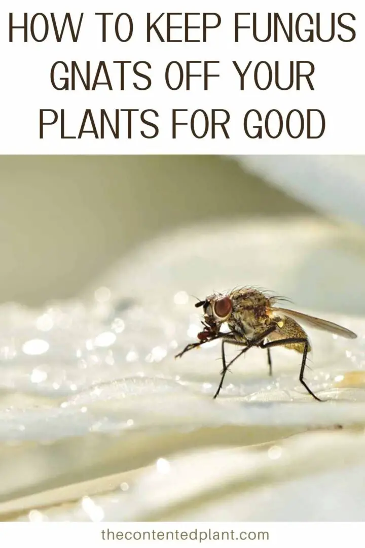 How to Kill Fungus Gnats The Contented Plant