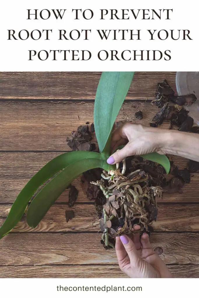 how to prevent root rot with your potted orchids-pin image