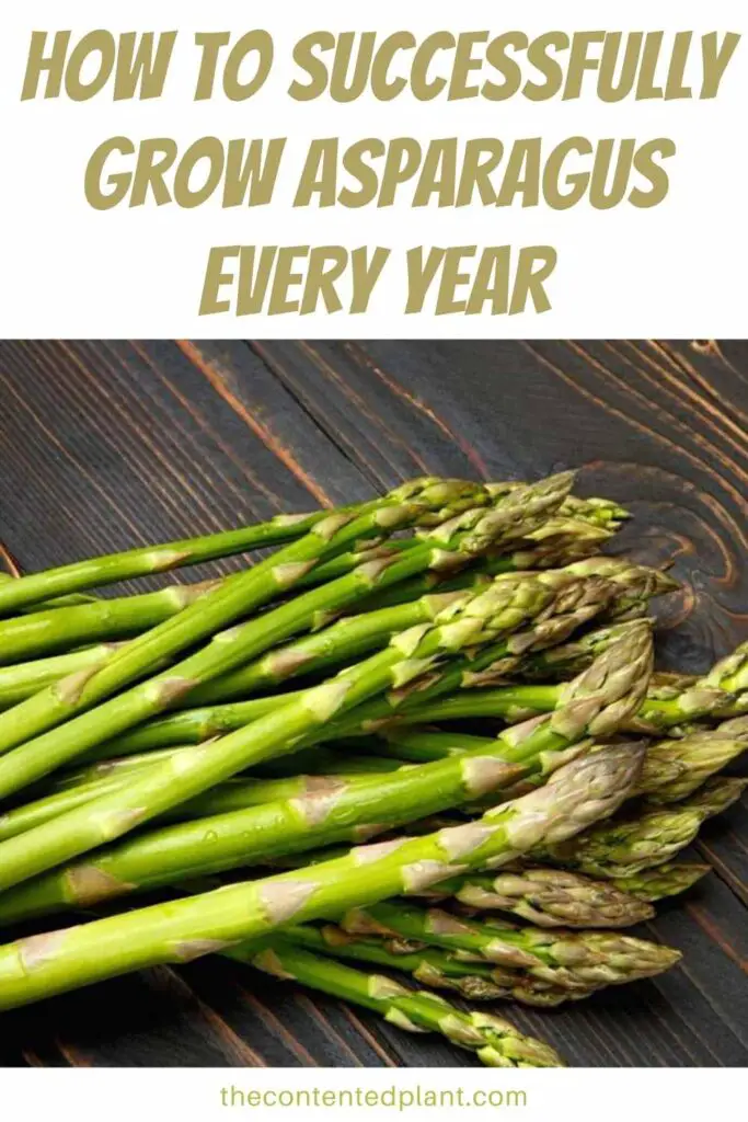 how to successfully grow asparagus-pin image