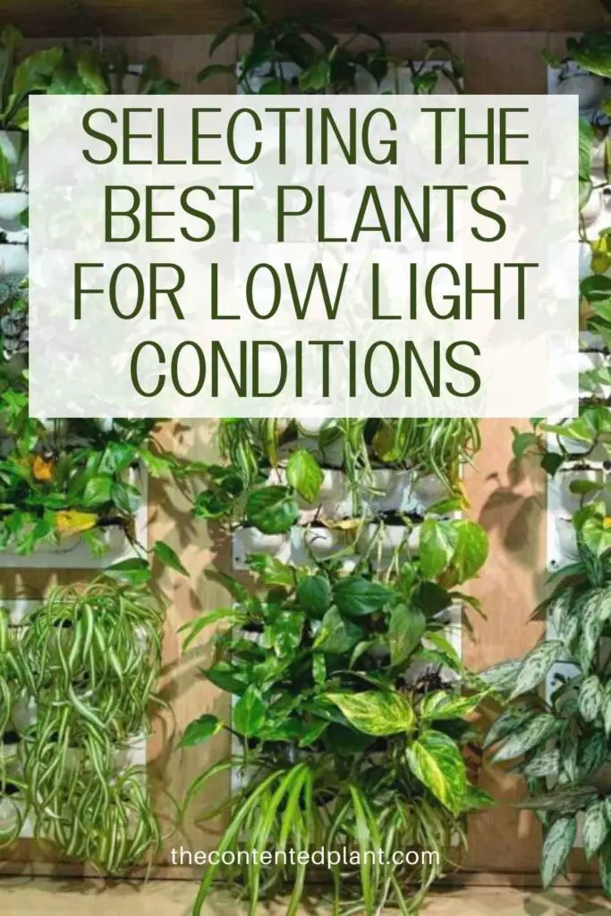 selecting the best plants for low light conditions-pin image