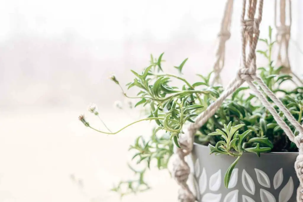 string of dolphins plant