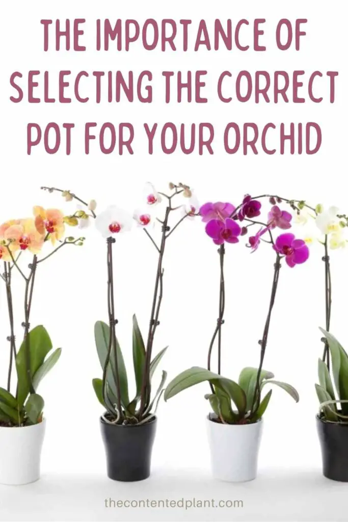 the importance of selecting the correct pot for your orchid-pin image