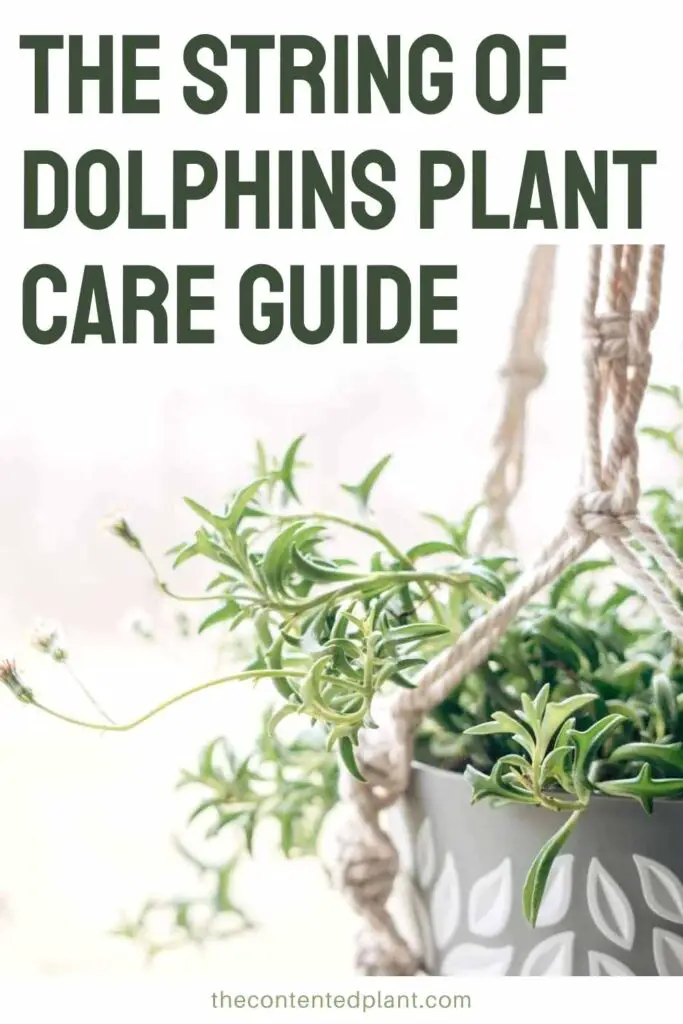 the string of dolphins plant care guide-pin image