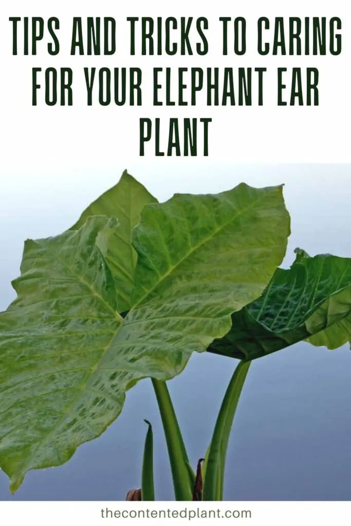 tips and tricks to caring for your elephant ear plant-pin image