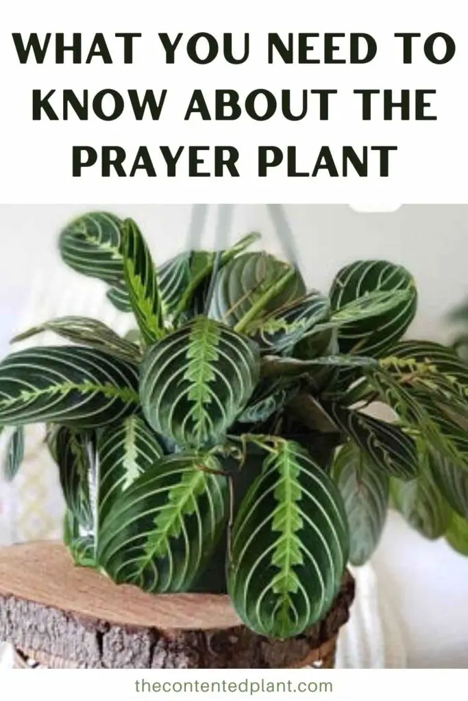 what you need to know about the prayer plant-pin image