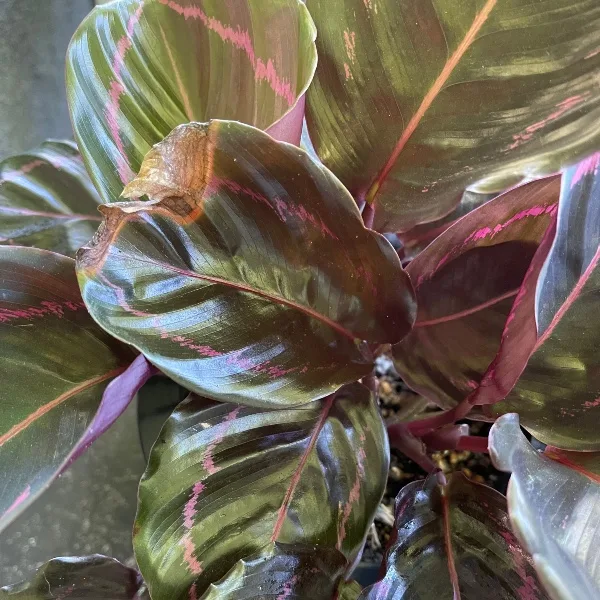 brown leaves on plants often indicate inconsistent watering.