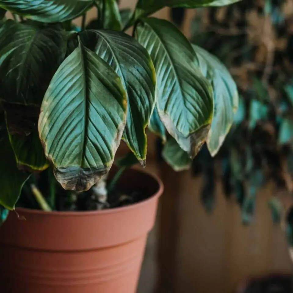 Brown Leaves On PlantsHow to Fix This. The Contented Plant