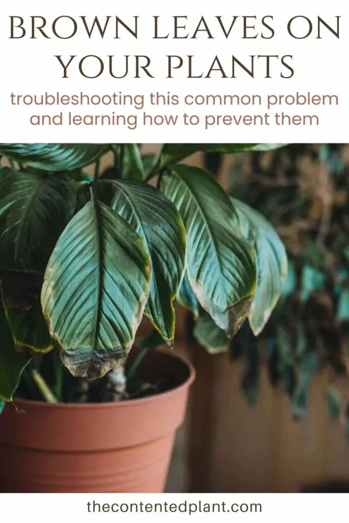 brown leaves on your plants-pin image