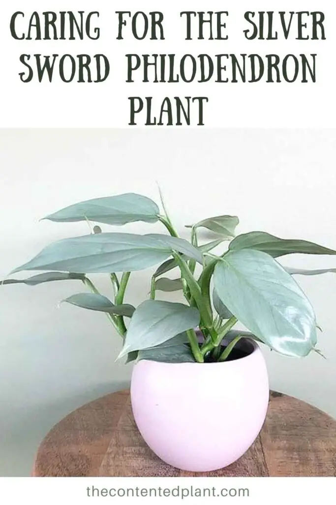 caring for the silver sword plant-pin image