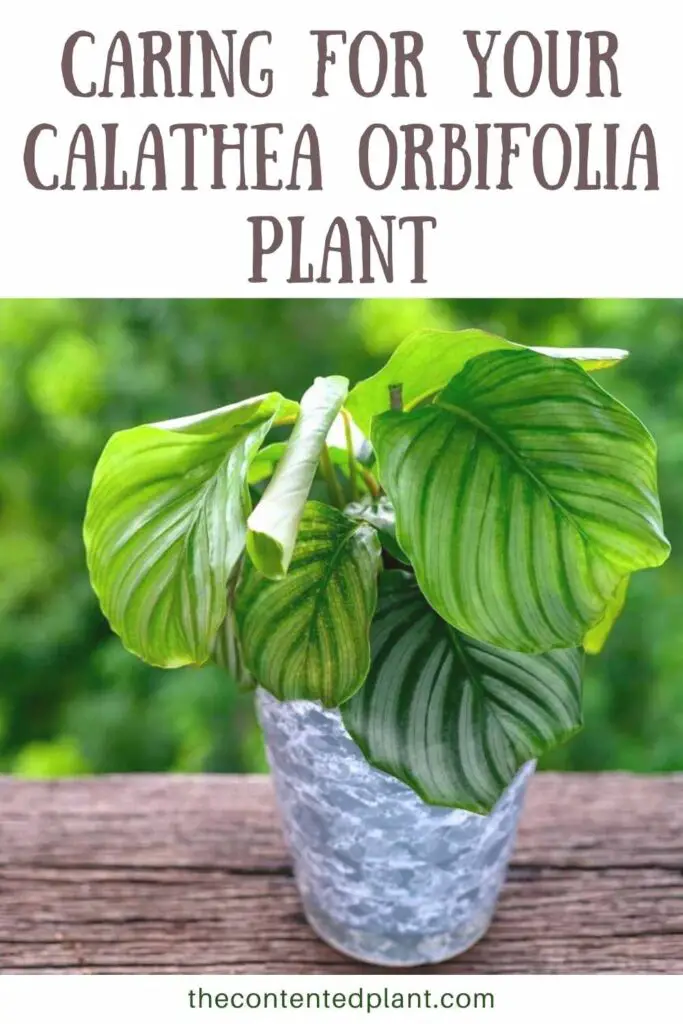 caring for your calathea orbifolia plant-pin image
