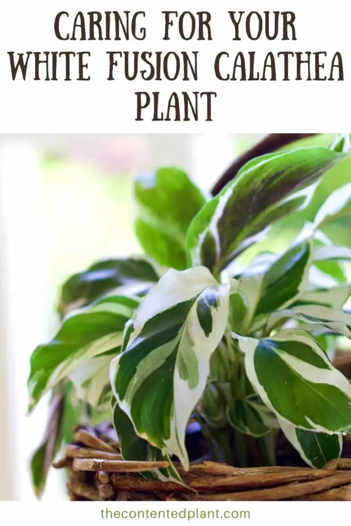 caring for your white fusion calathea plant-pin image