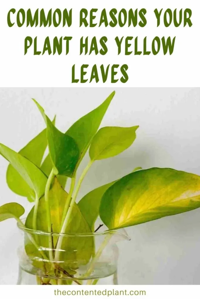 common reasons your plant has yellow leaves-pin image