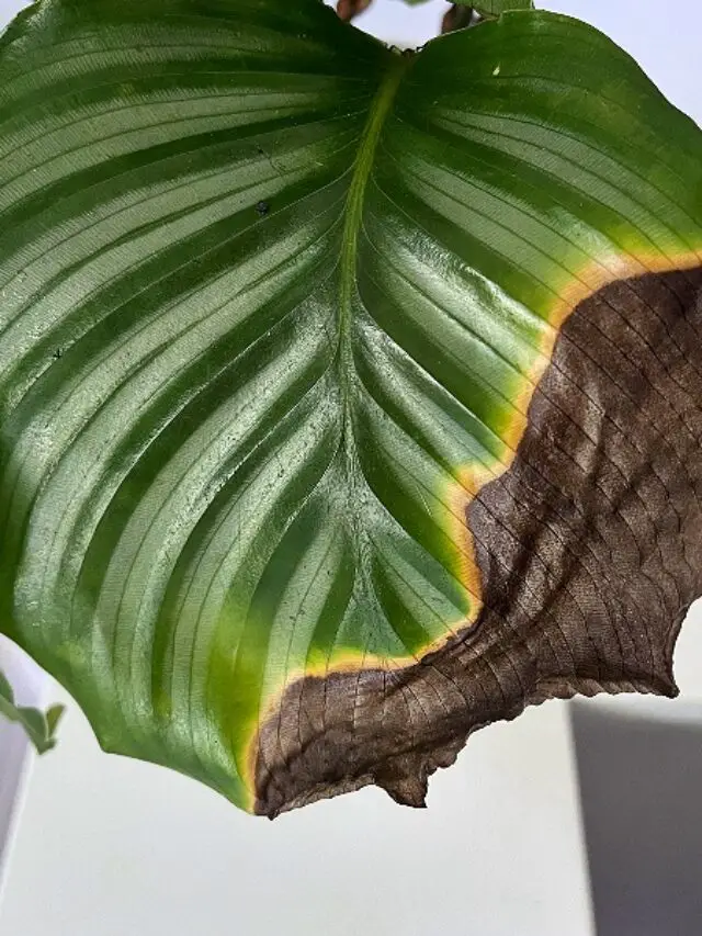 Brown Leaves on Problems and Solutions The Contented Plant