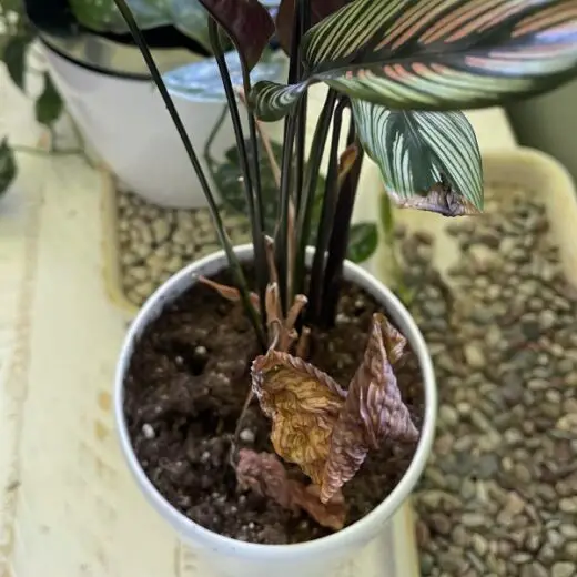 Brown Leaves On PlantsHow to Fix This. The Contented Plant