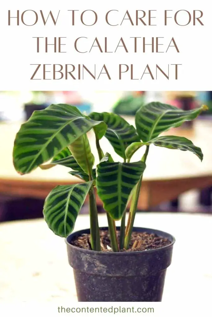 how to care for the calathea zebrina plant-pin image