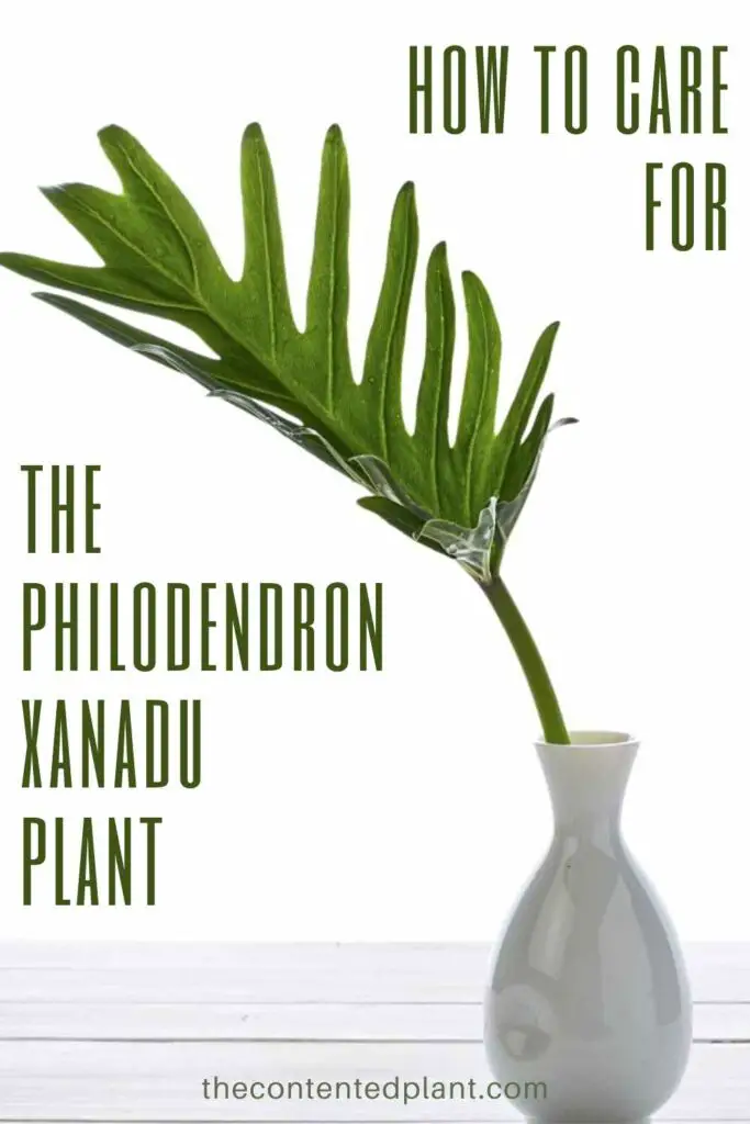 how to care for the philodendron xanadu-pin image