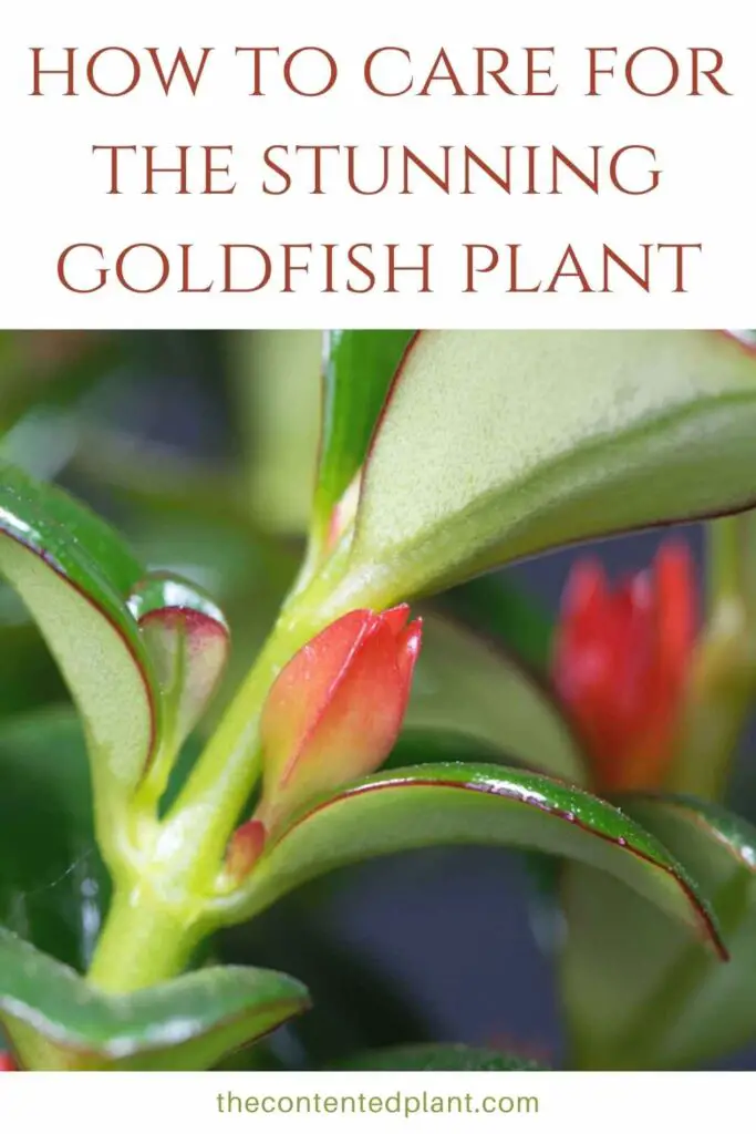 how to care for the stunning goldfish plant-pin image