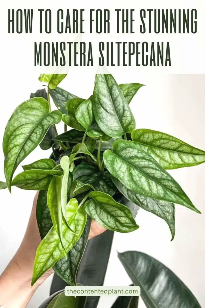 how to care for the stunning monstera siltepecana-pin image