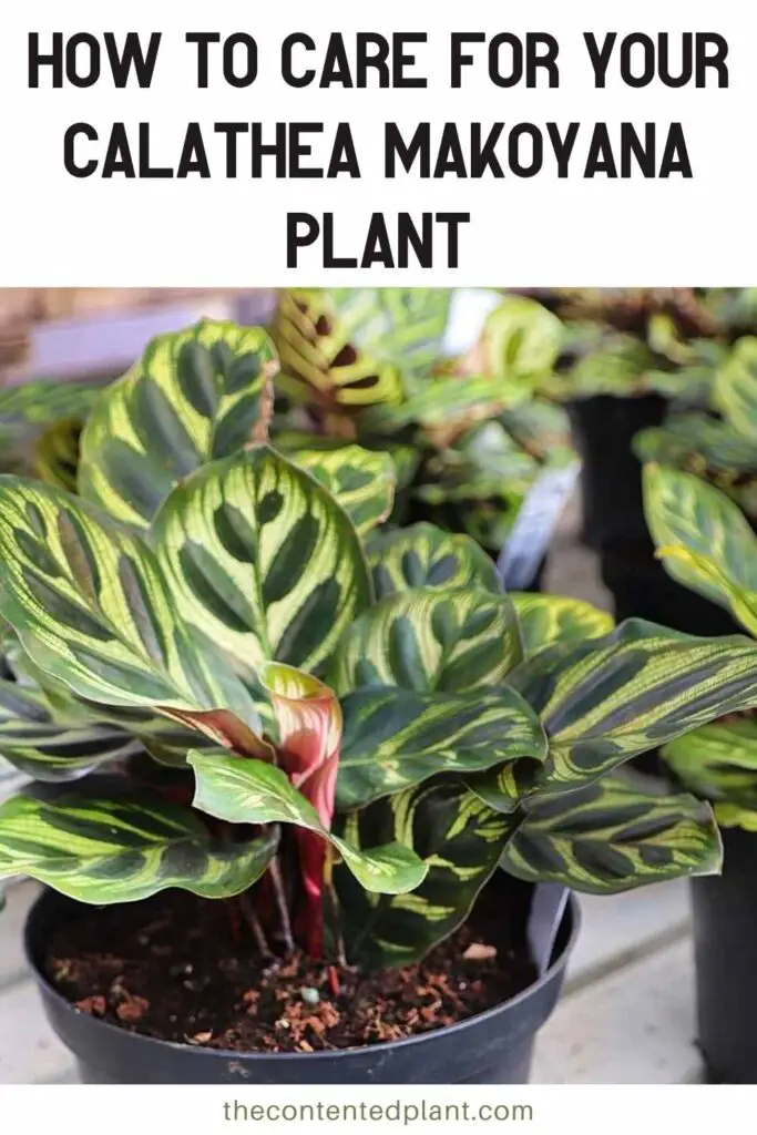 how to care for your calathea makoyana plant -pin image