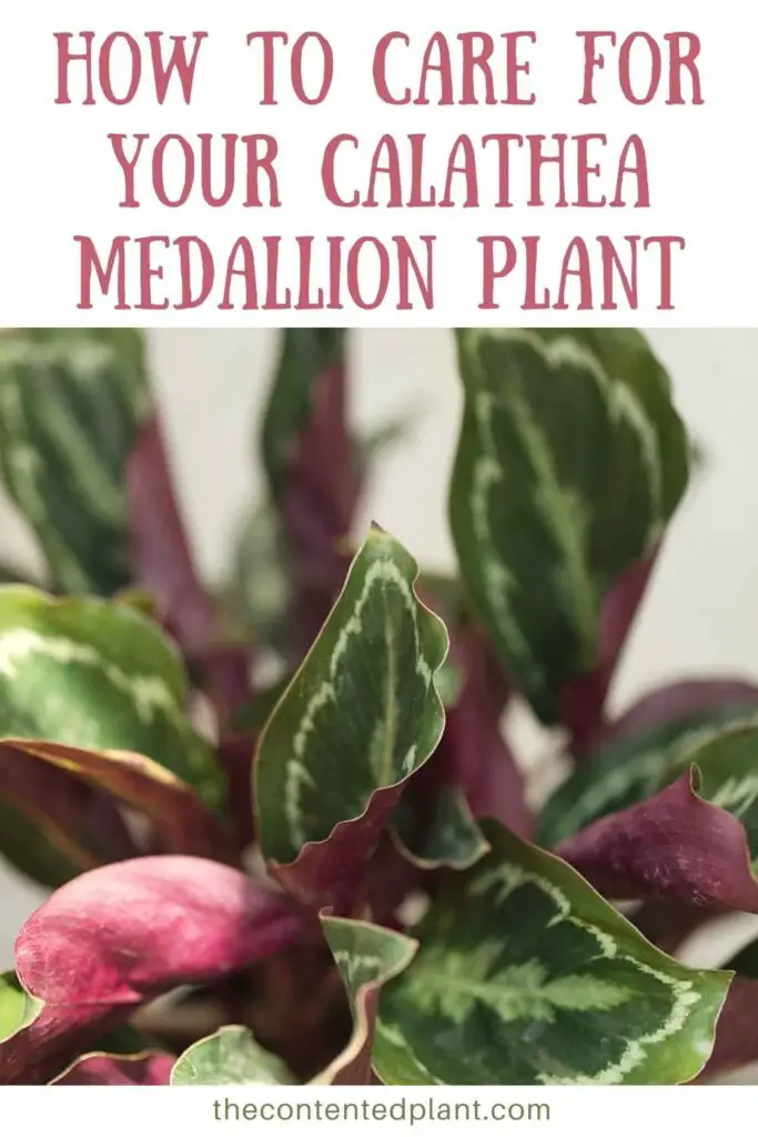 how to care for your calathea medallion plant-pin image