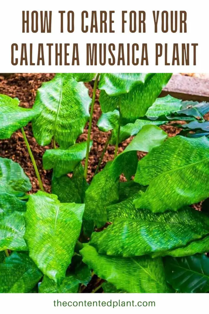 how to care for your calathea musaica plant-pin image