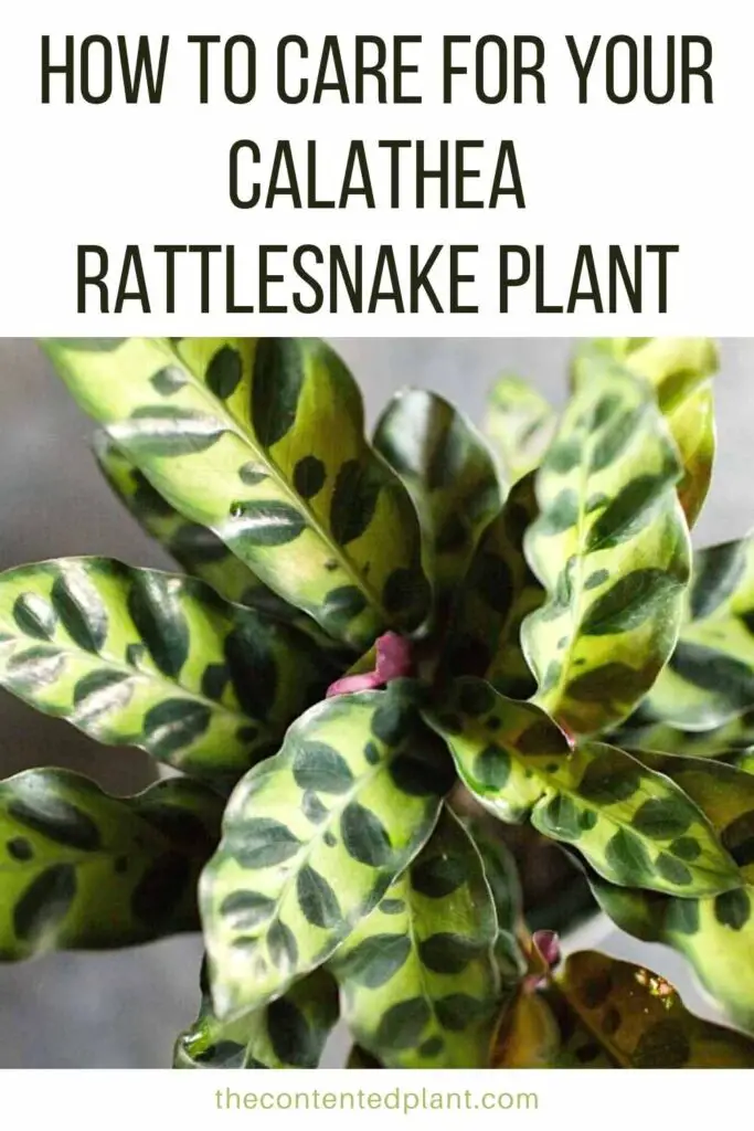 how to care for your calathea rattlesnake plant-pin image