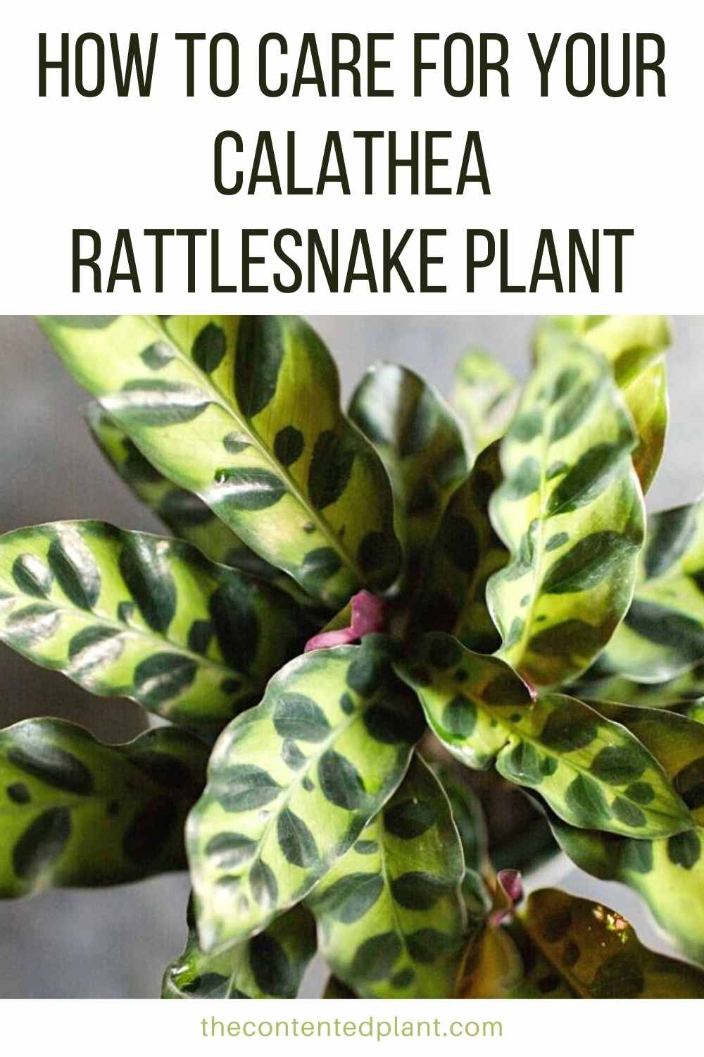 Calathea Rattlesnake Plant Profile and Care Guide - The Contented Plant