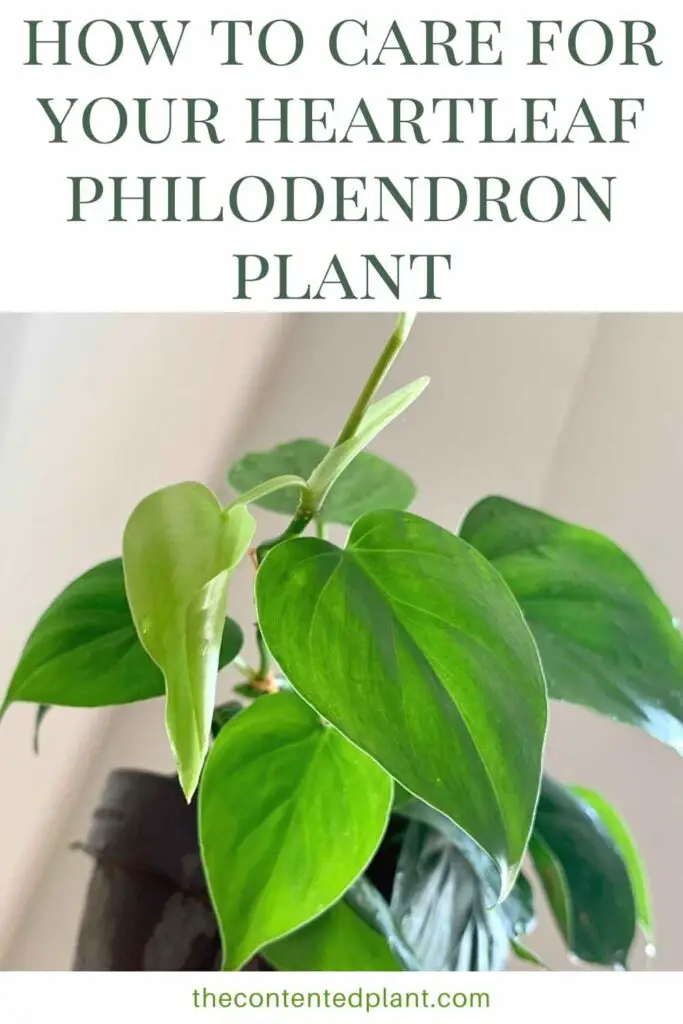 how to care for your heartleaf philodendron plant-pin image